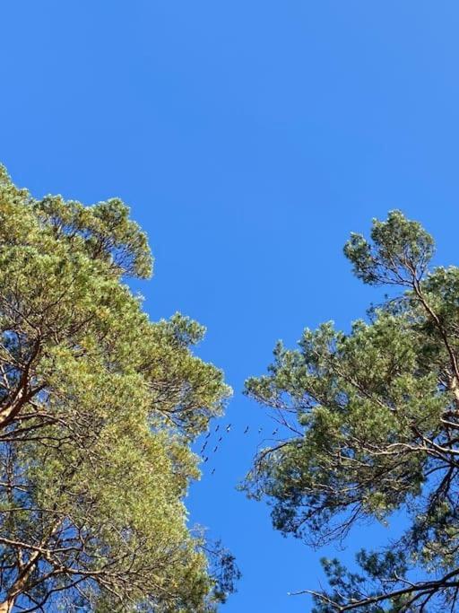 Gaestesuite Am Waldrand, Ausstieg Auf Zeit Heideblick Exteriör bild